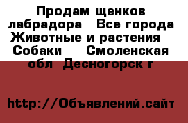 Продам щенков лабрадора - Все города Животные и растения » Собаки   . Смоленская обл.,Десногорск г.